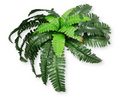 21'' Artificial Red Edge Boston Fern Bush ( GB04 )