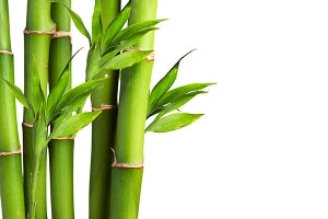 Bamboo Teak: Fragrance Oil for Men