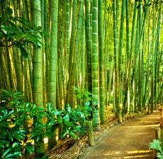 Bamboo Teak: Fragrance Oil for Men