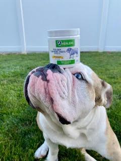 White and tan bulldog with Healers Golden Turmeric Paste jar on its head. Dog's face is close-up, white fence and green grass visible.