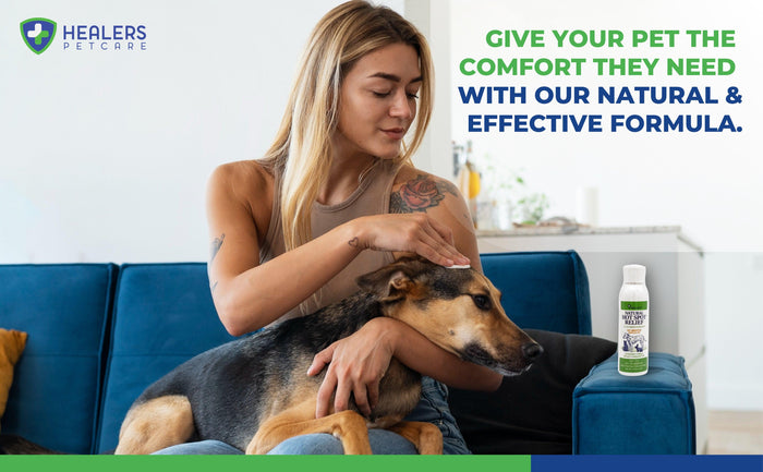 Woman gently applying Healers PetCare Natural Hot Spot Relief on a dog’s head with the product bottle on a blue couch nearby, promoting comfort with a natural and effective formula.