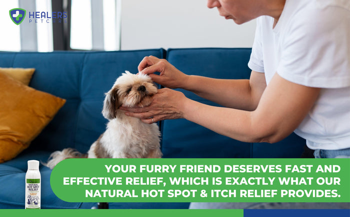 Person gently applying Healers PetCare Natural Hot Spot & Itch Relief on a small fluffy dog sitting on a blue couch, emphasizing fast and effective relief for pets.