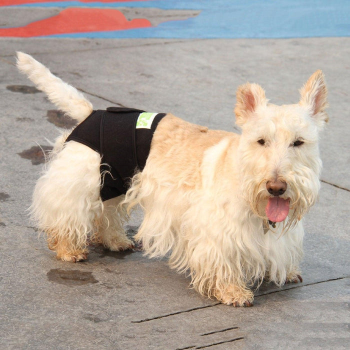 Healers Rear Body Wrap helps manage incontinence, heat cycles, and post-surgery recovery with comfort and ease. Made with breathable material, it keeps your pet clean and secure without restricting movement. Perfect for everyday relief and healing.