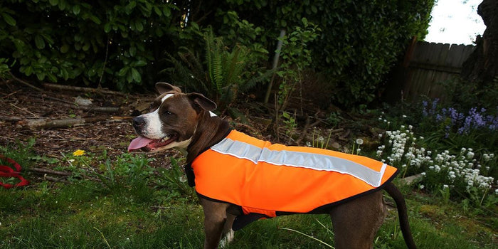 This high-visibility reflective pet jacket keeps your dog safe and seen during outdoor adventures. With a water-resistant shell, secure fit, and bright safety strip, it’s ideal for walks, hikes, or playtime in low-light conditions.