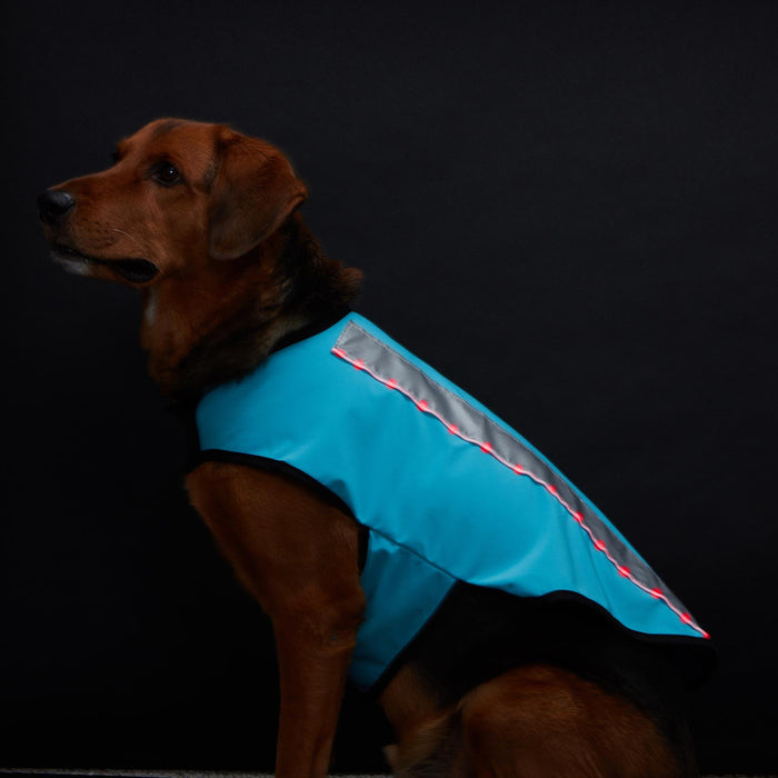 Be seen, stay warm—this bright blue reflective dog jacket offers unbeatable visibility, cozy protection, and a stylish edge for every winter adventure.
